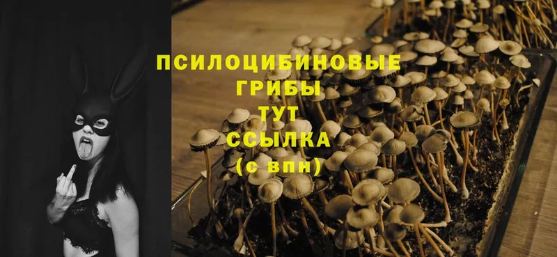 Псилоцибиновые грибы MAGIC MUSHROOMS  Белинский 